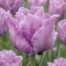 Tulip James Last - Flowerbulbsrus.com
