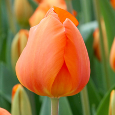 Tulip Lightning Sun - Flowerbulbsrus.com