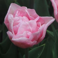 Tulip Mariage - Flowerbulbsrus.com