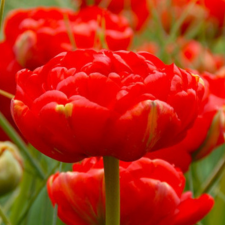 Tulip Mirande - Flowerbulbsrus.com