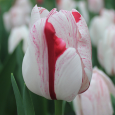 Tulip One Direction - Flowerbulbsrus.com