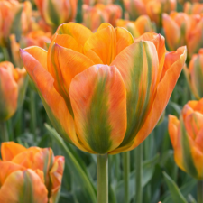 Tulip Marmelade - Flowerbulbsrus.com