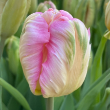 Tulip Pink Vision - Flowerbulbsrus.com