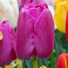 Tulip Purple Pride - Flowerbulbsrus.com