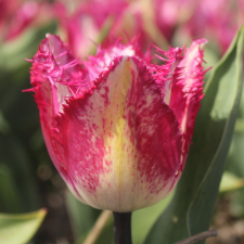 Tulip Vasmine - Flowerbulbsrus.com