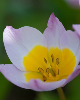 Tulips, flower bulbs