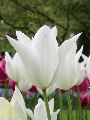 Tulip White Triumphator 20 per package