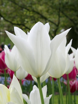 Tulip White Triumphator(sub with Holland Chic) 20 per package