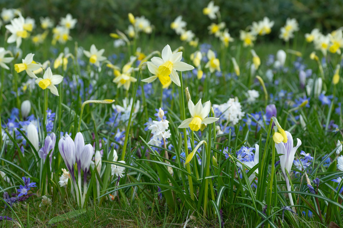 Bio-Diversity Mix 100 bulbs per package