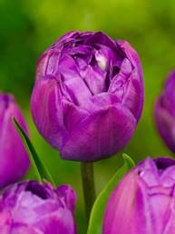 Tulip Blue Spectacle - Flowerbulbsrus.com