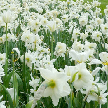 tulips, narcissus, flower bulbs