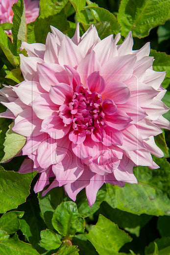 Dahlia Cafe au Lait Royal NEW! - 1 tuber