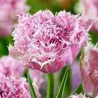 Tulip Cairns - Flowerbulbsrus.com