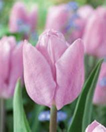 Tulip Candy Prince - Flowerbulbsrus.com