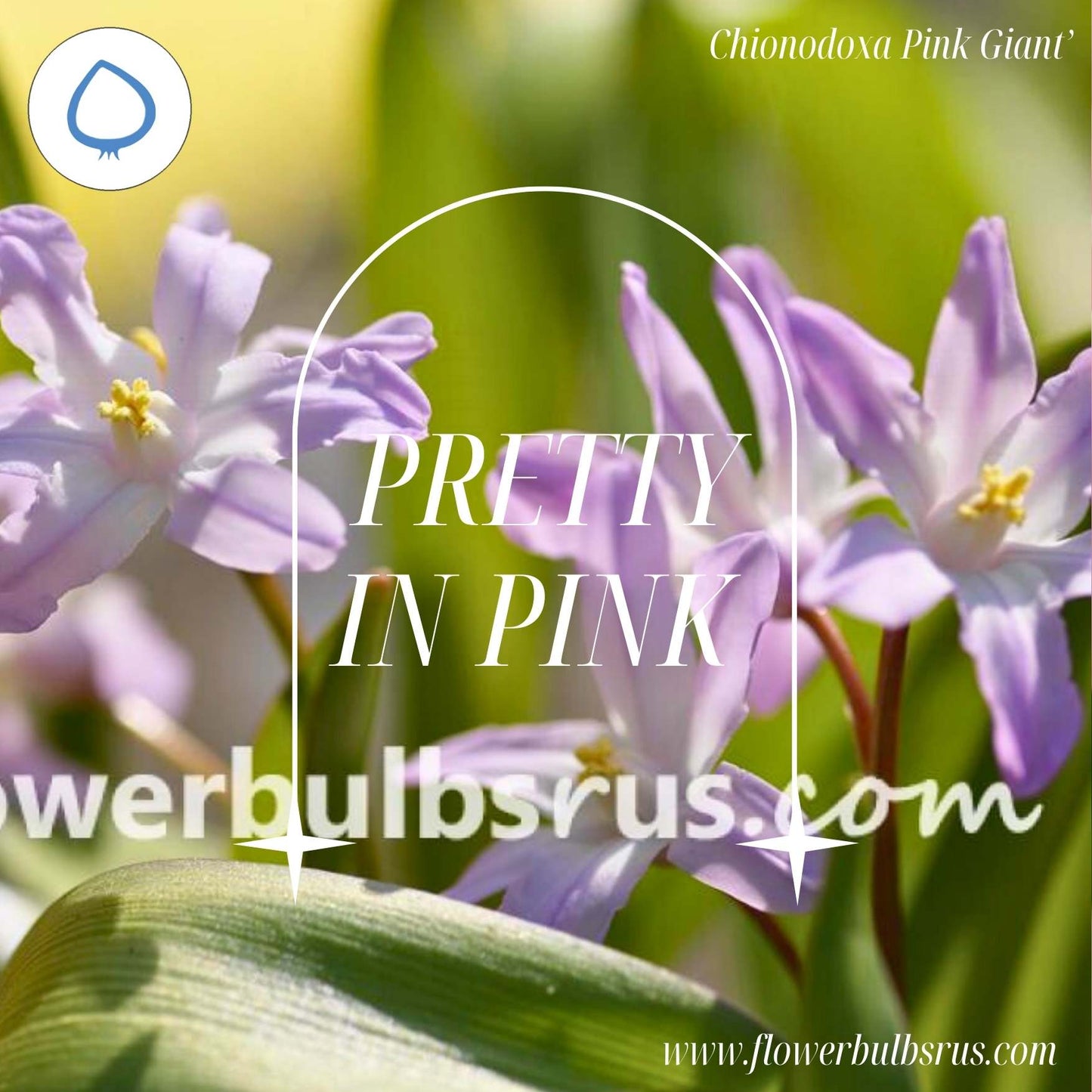 Chionodoxa forbesii Pink Giant  50 per package
