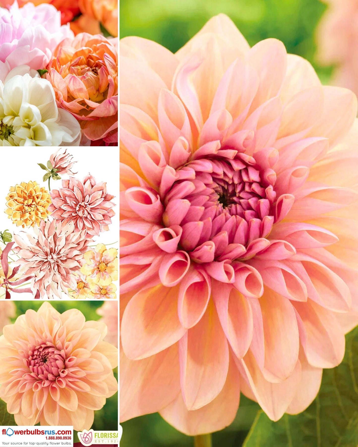 Dahlia Joel's Favourite - NEW - Flowerbulbsrus.com