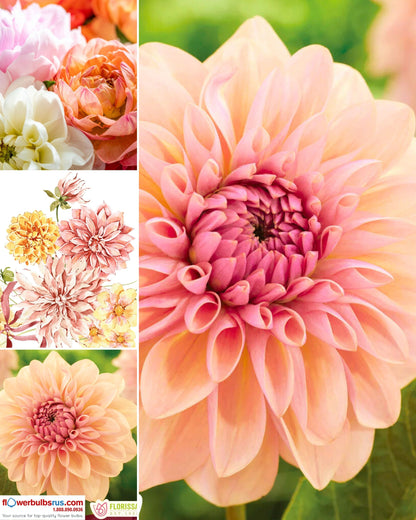 Dahlia Joel's Favourite - NEW - Flowerbulbsrus.com