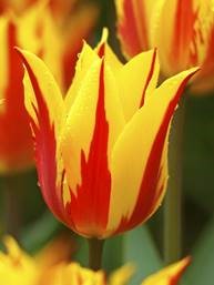 Tulip Fireworks - Flowerbulbsrus.com
