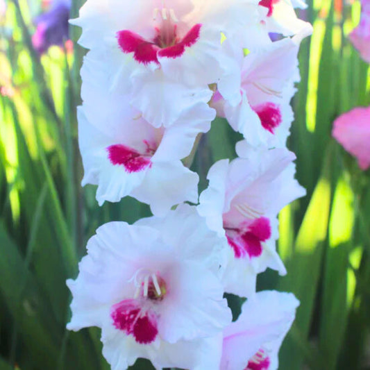 Gladiolus Ajax 10 bulbs per package