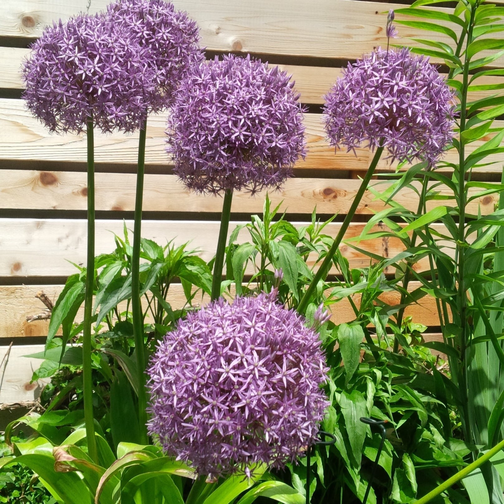 Allium Globemaster 5 bulbs per pack – Flowerbulbsrus.com