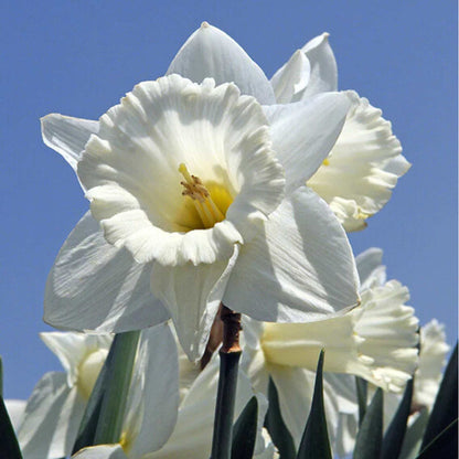 Narcissus Pure White (Mount Hood) — 10 bulbs
