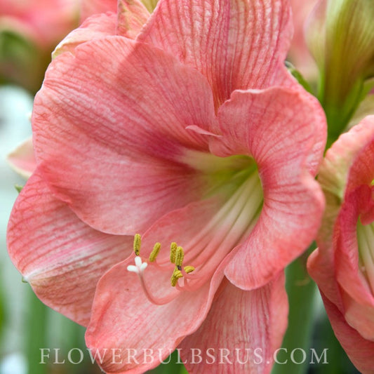 amaryllis, flower bulbs