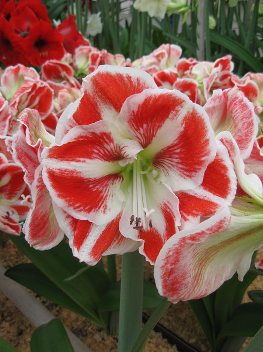 Amaryllis Samba- NEW 1 per package