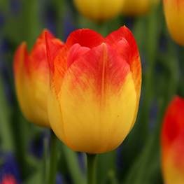 Tulip Suncather - Flowerbulbsrus.com