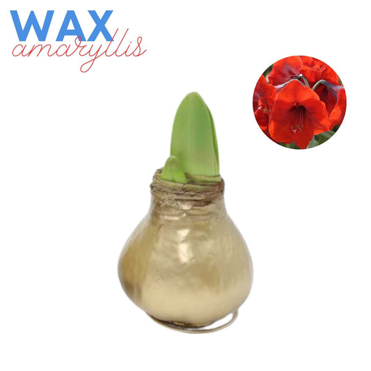 Waxed Amaryllis Gold-Red Flower 1 per package