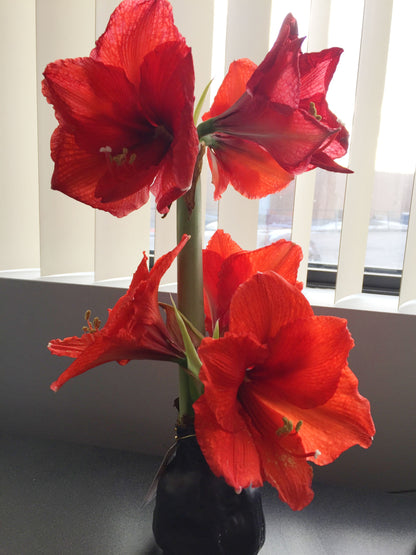 Waxed Amaryllis Gold-Red Flower 1 per package