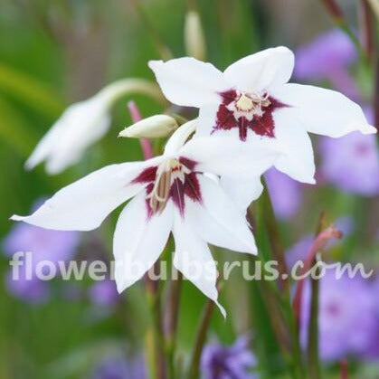 acidanthera, flower bulbs