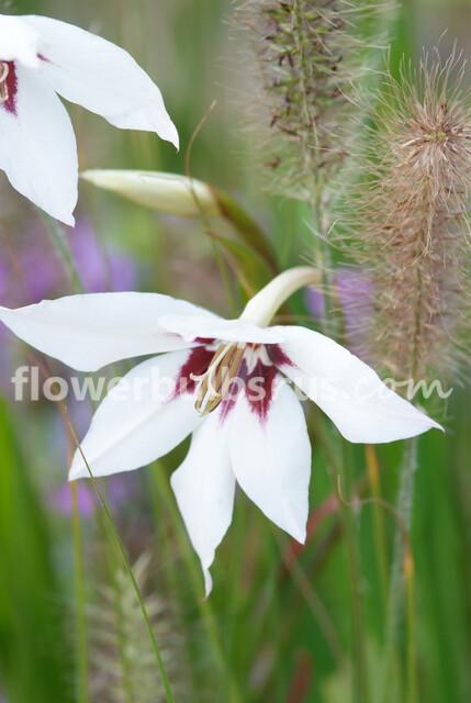 Acidanthera 20 bulbs per package