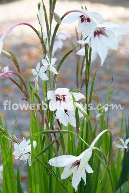 Acidanthera 20 bulbs per package