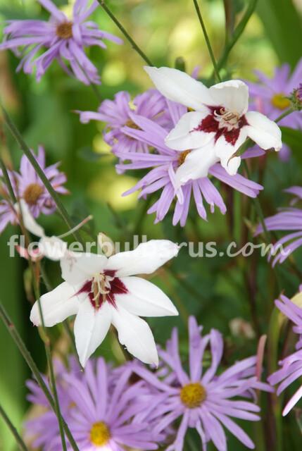 Acidanthera 20 bulbs per package