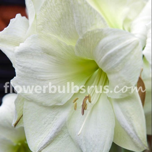 Amaryllis, flower bulbs