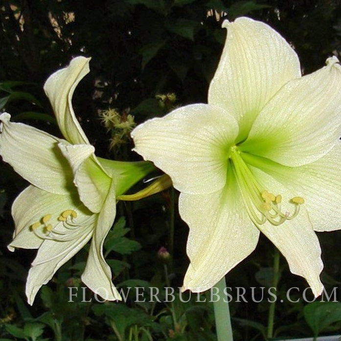 Amaryllis, flower bulbs