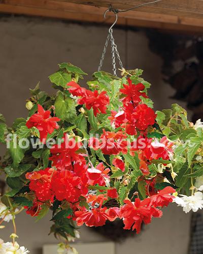 Begonia Pendula Red 3 bulbs per package