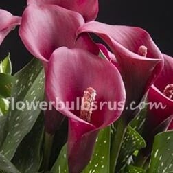 Calla Royal Valentine 3 bulbs per package