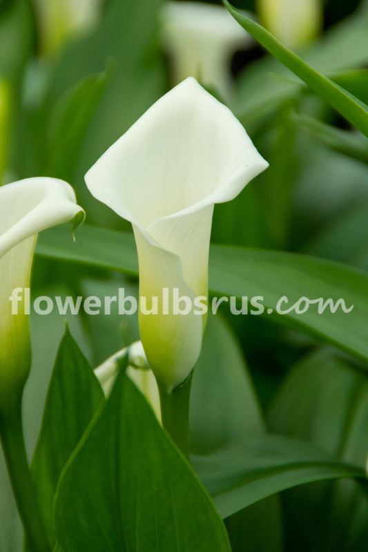 Calla Crystal Clear 3 bulbs per package