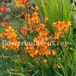 Crocosmia Emily McKenzie  20 bulbs per package