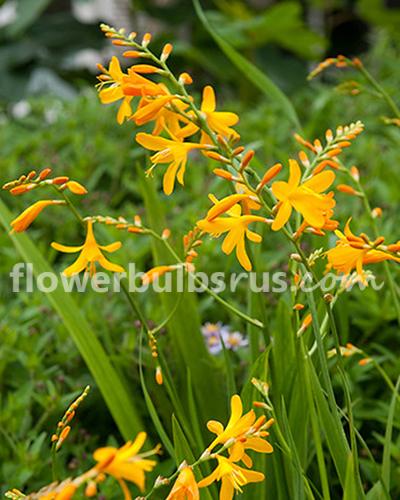 Crocosmia George Davidson 20 bulbs per package