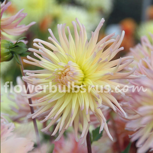 Dahlia Apricot Star — 1 tuber