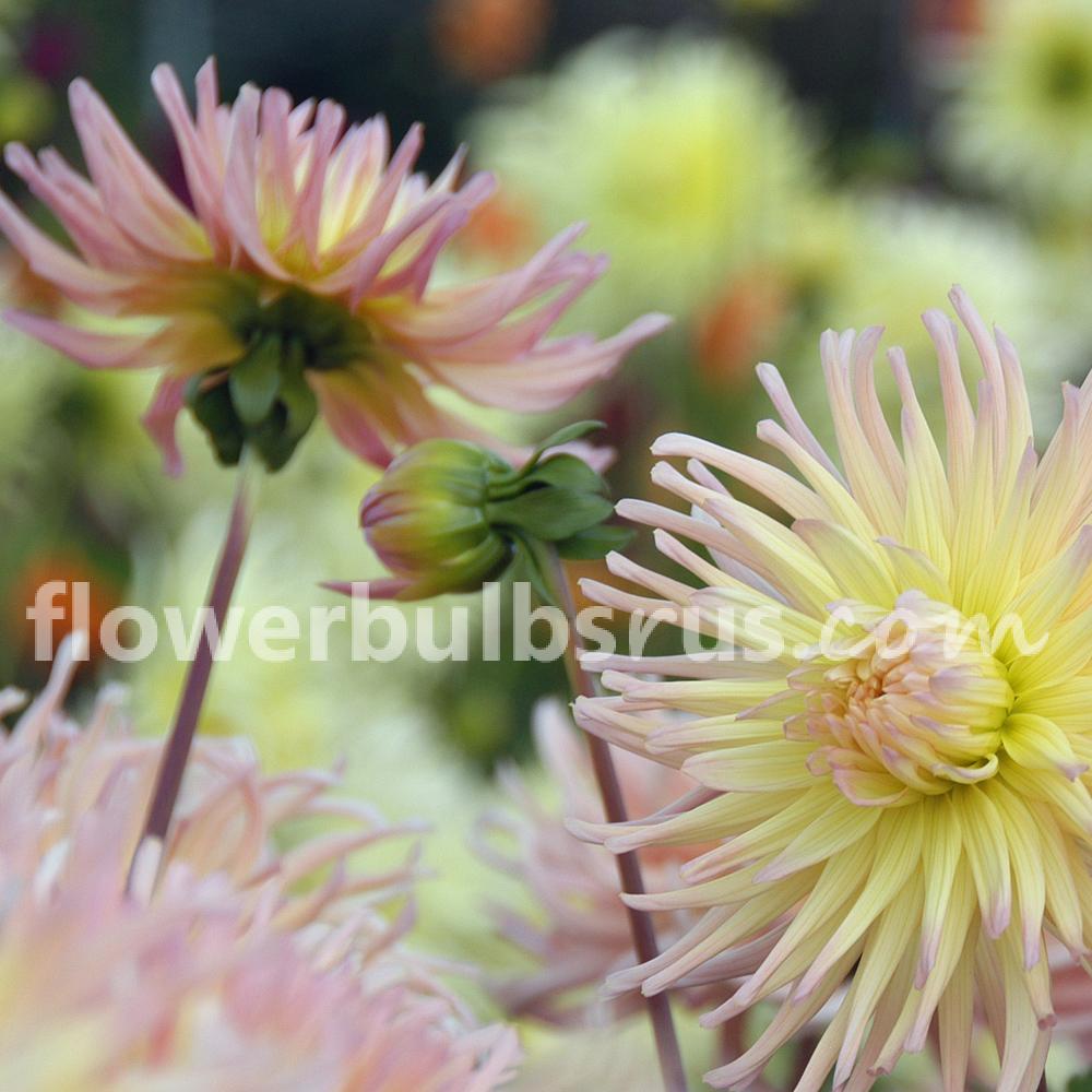 Dahlia Apricot Star — 1 tuber