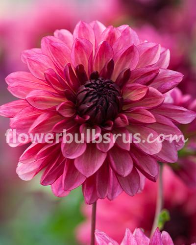 Dahlia Bacardi — 1 tuber - Flowerbulbsrus.com