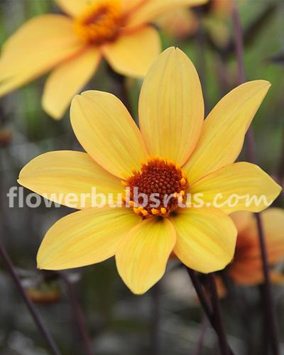 Dahlia Bishop of York —  1 tuber - Flowerbulbsrus.com