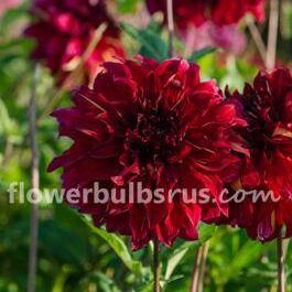 Dahlia Bohemian Spartacus — 1 tuber