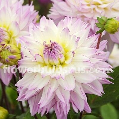 Dahlia Crazy Love — 1 tuber