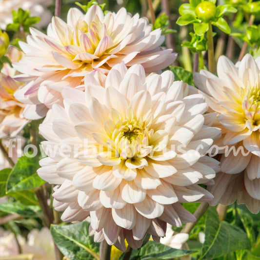 Dahlia Diana's Memory — 1 tuber - Flowerbulbsrus.com