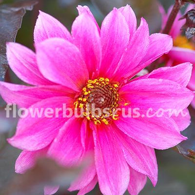 Dahlia Fascination —  1 tuber