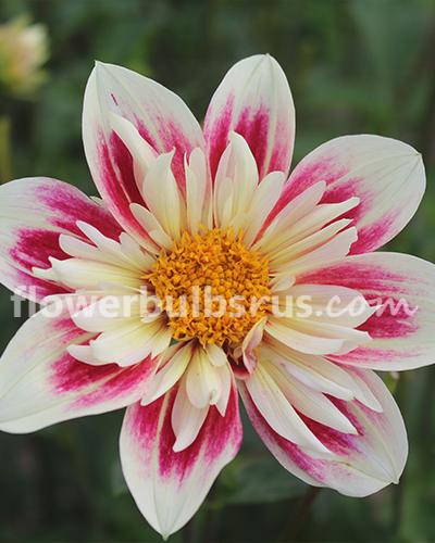 Dahlia Fashion Monger — 1 tuber - Flowerbulbsrus.com